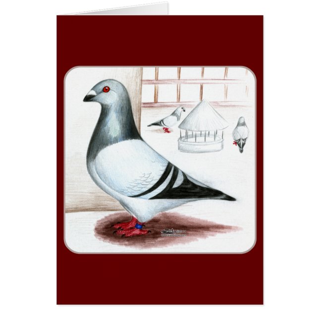 Giant Homer Pigeon 1973 OBS Kort (Framsidan)