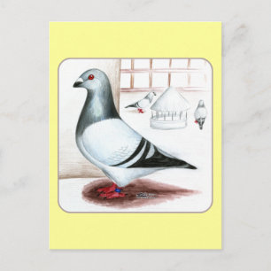 Giant Homer Pigeon 1973 Vykort
