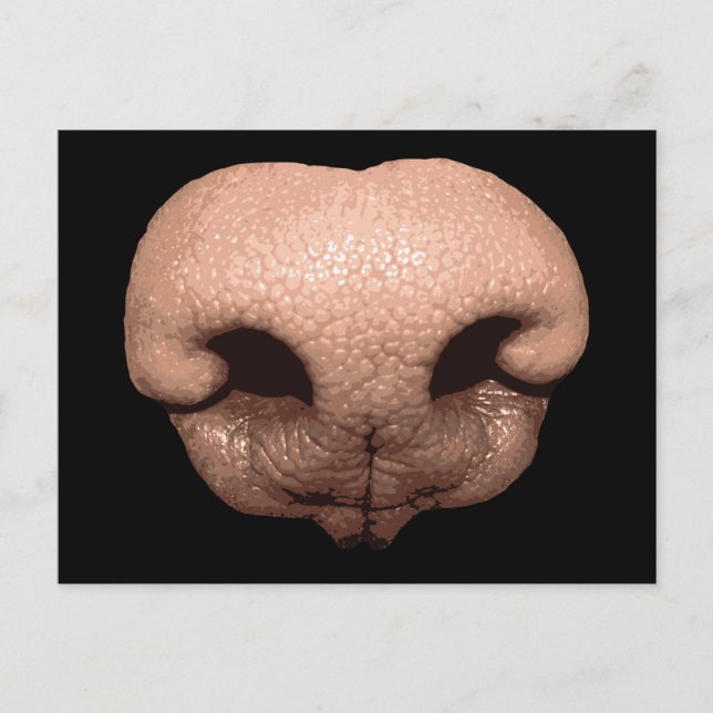 Giant Hund Nose Vykort (Framsida)