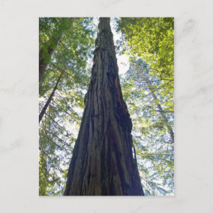 Giant Ickending Redwood Träd Vykort