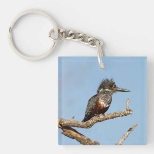 Giant Kingfisher