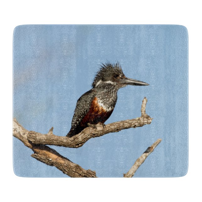 Giant Kingfisher (Framsidan)
