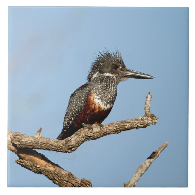 Giant Kingfisher Kakelplatta (Framsidan)