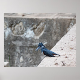 Giant Kingfisher på Kant Poster