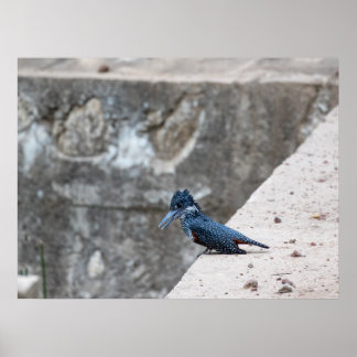 Giant Kingfisher på Kant Poster