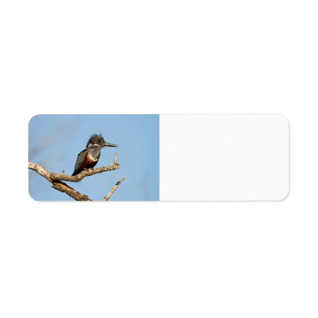 Giant Kingfisher Returadress Etikett (Framsidan)