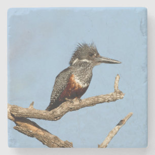 Giant Kingfisher Stenunderlägg