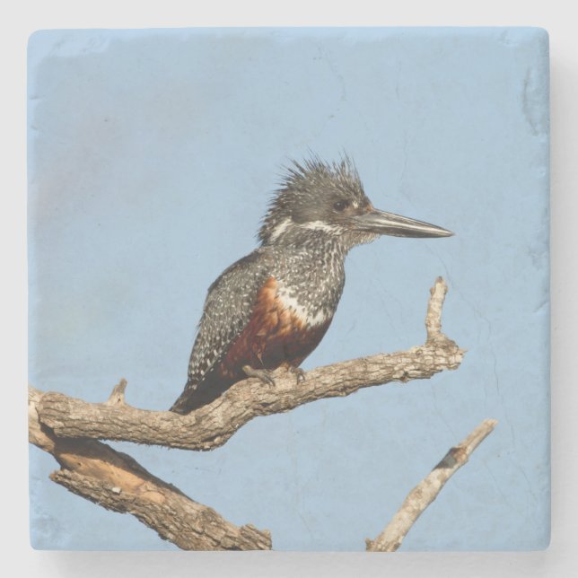 Giant Kingfisher Stenunderlägg (Framsidan)