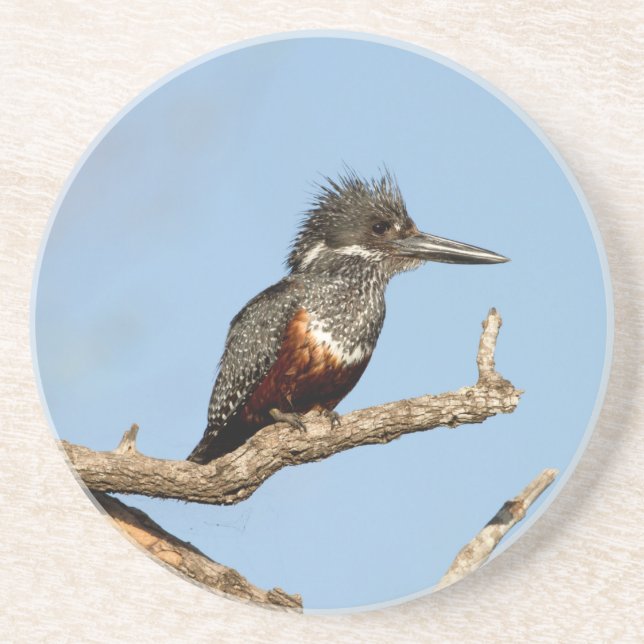 Giant Kingfisher Underlägg (Framsidan)