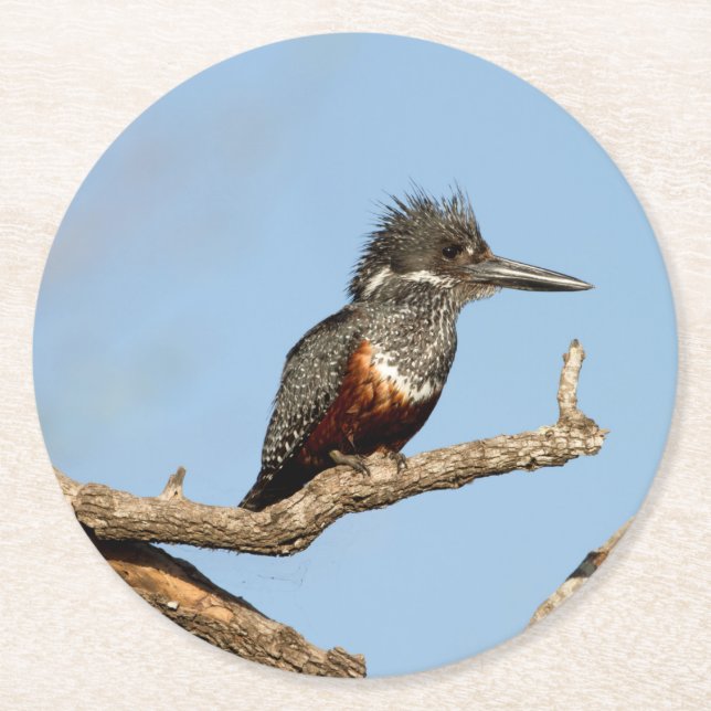Giant Kingfisher Underlägg Papper Rund (Framsidan)