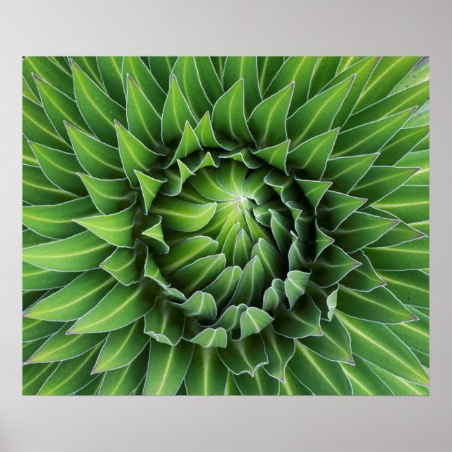 Giant Lobelia | Kenyas nationalpark, Kenya Poster (Framsidan)