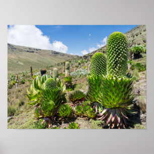 Giant Lobelia (Lobelia Deckenii) på berget Kenya Poster