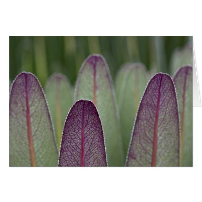 Giant Lobelias| Rwanda Hälsningskort (Framsidan Horizontal)