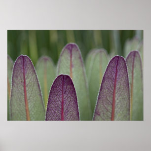 Giant Lobelias Rwenzoris Poster