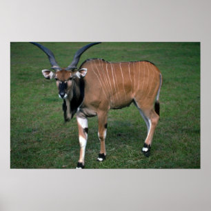 Giant/Lord Derbys Eland-unga tjur Poster