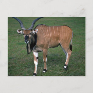 Giant/Lord Derbys Eland-unga tjur Vykort