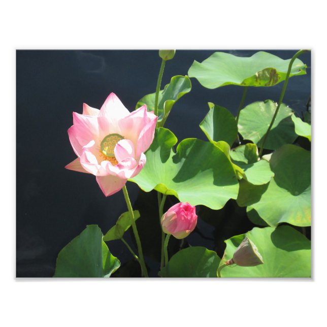 Giant Lotus Flower Photo Print Fototryck (Framsidan)