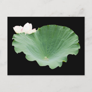 Giant Lotus Löv med Bloom Vykort