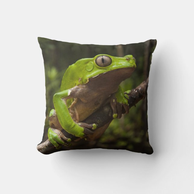 Giant löv grog (Phyllomedusa bicolor) Kudde (Framsida)