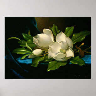 Giant Magnolia på Blue Velvet Trasa Poster