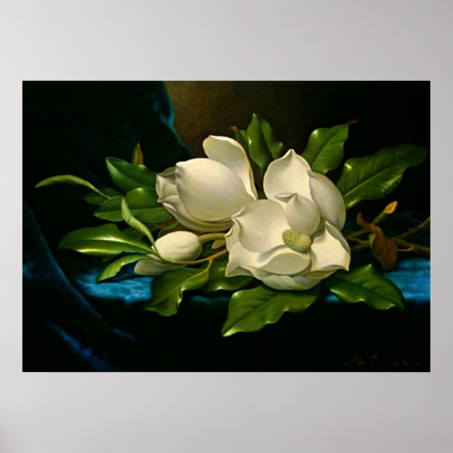 Giant Magnolia på Blue Velvet Trasa Poster (Framsidan)