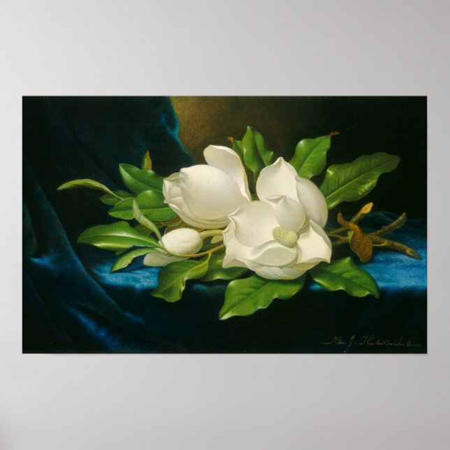 Giant Magnolias on a Blue Velvet Trasa, c.1890 (oi Poster (Framsidan)