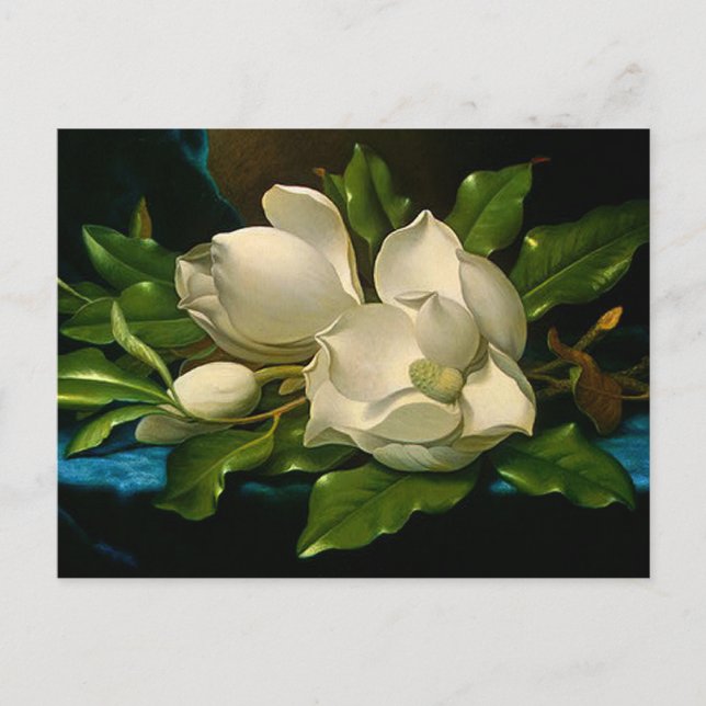 Giant Magnolias on a Blue Velvet Trasa vycard Vykort (Framsida)