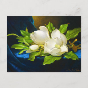 Giant Magnolias på Blue Velvet Canvas Vykort