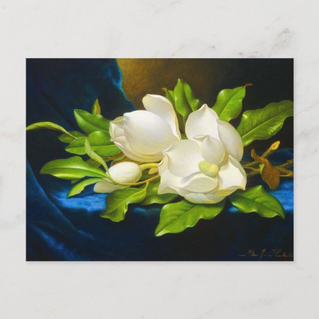 Giant Magnolias på Blue Velvet Canvas Vykort (Framsida)