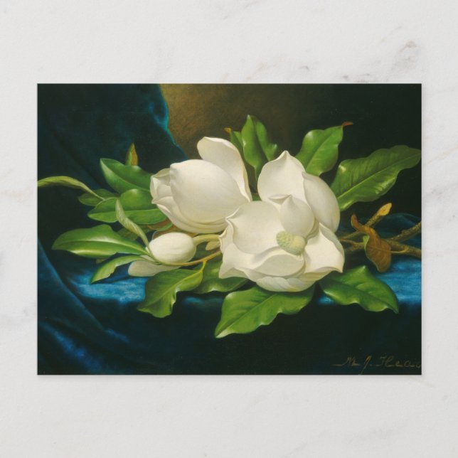 Giant Magnolias på Blue Velvet Trasa Vykort (Framsida)