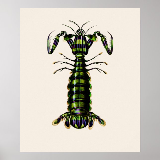Giant Mantis Shrimp Poster (Framsidan)