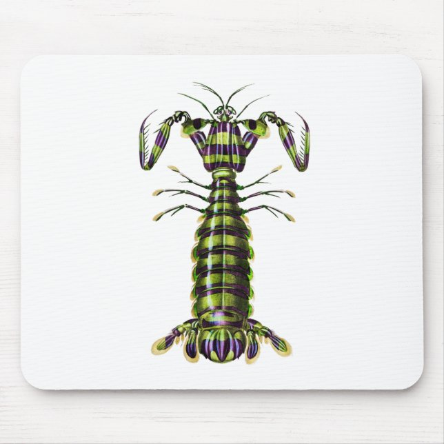 Giant mantis shrimp Praying Mentis Musmatta (Framsidan)