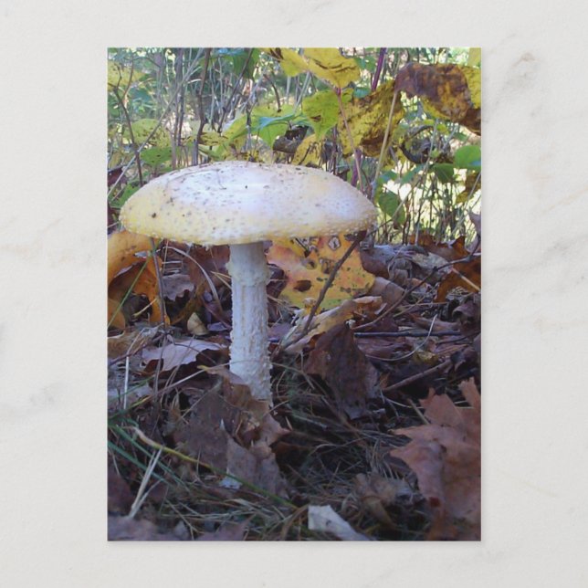 Giant Mushroom Vykort (Framsida)