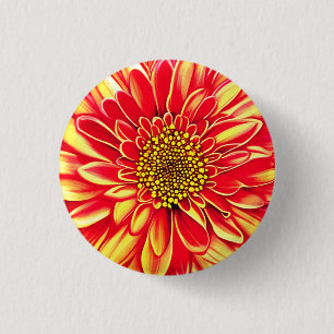 Giant Orange och Golden Gult Aster Flower Knapp
