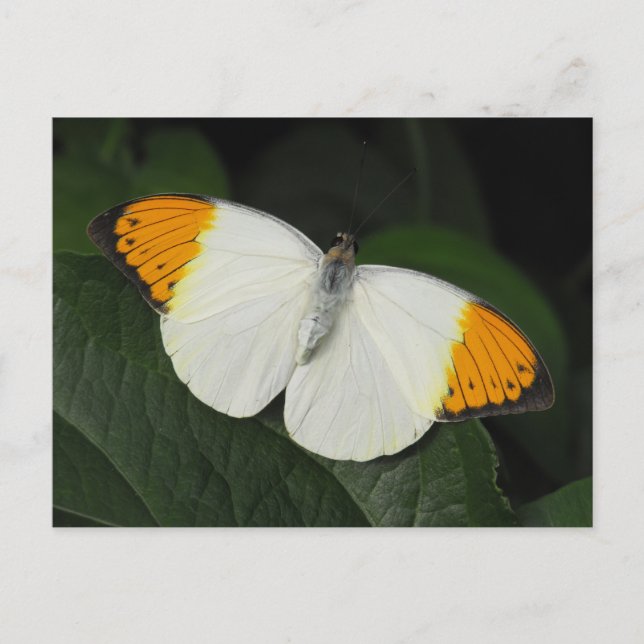 Giant Orange Tip Butterfly Vykort (Framsida)