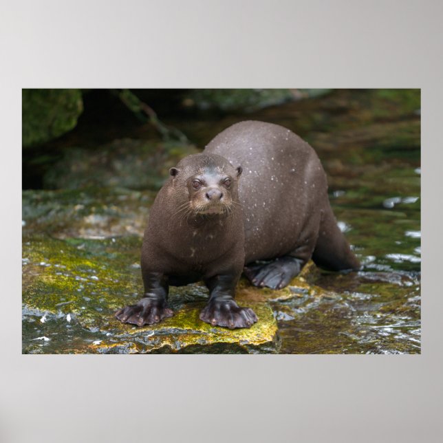 Giant Otter's Footprint Poster (Framsidan)