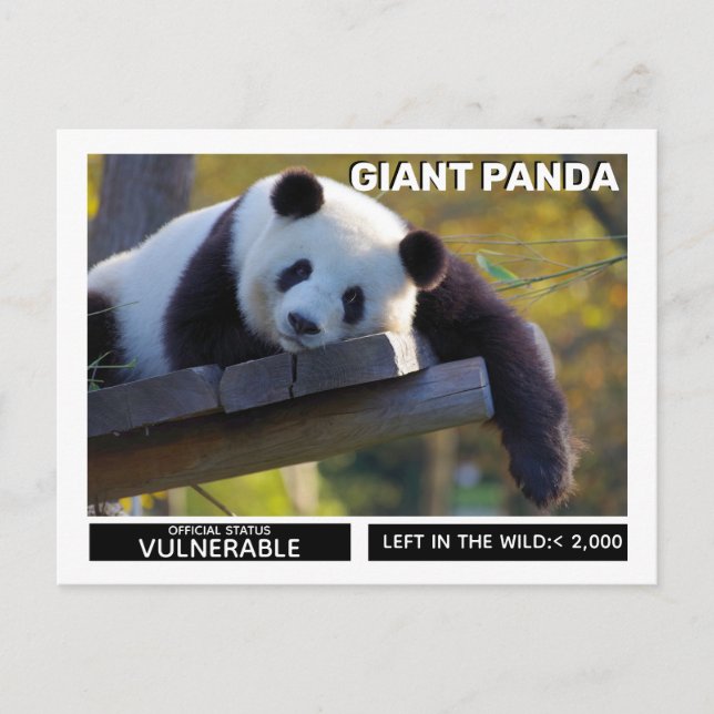 Giant Panda är känsliga arter Helg Vykort (Framsida)