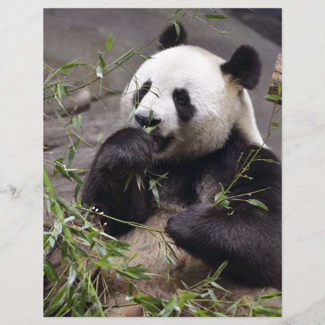 Giant panda ätbamboo (Framsida)