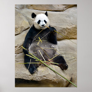Giant panda ätbamboo poster