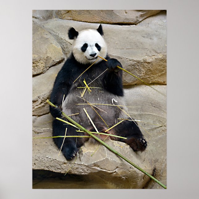 Giant panda ätbamboo poster (Framsidan)
