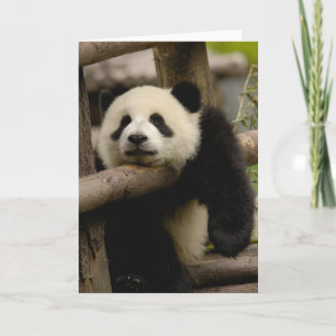 Giant panda baby Ailuropoda melanoleuca) Kort
