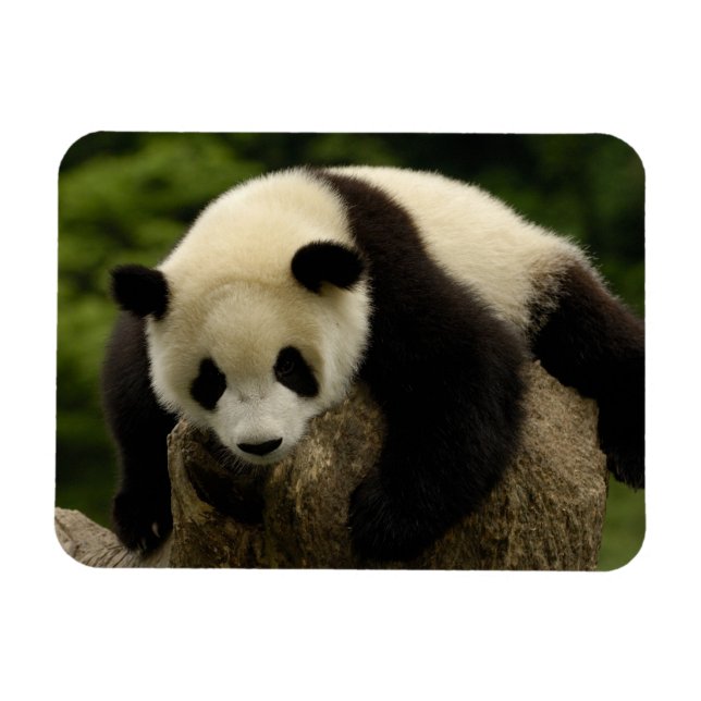Giant panda baby (Ailuropoda melanoleuca) Magnet (Horisontell)