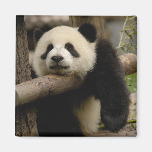 Giant panda baby Ailuropoda melanoleuca) Magnet (Framsidan)