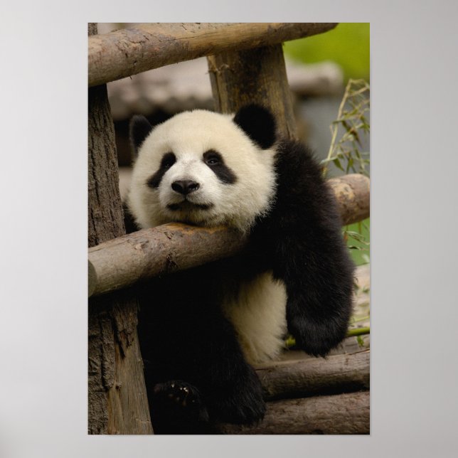 Giant panda baby Ailuropoda melanoleuca) Poster (Framsidan)