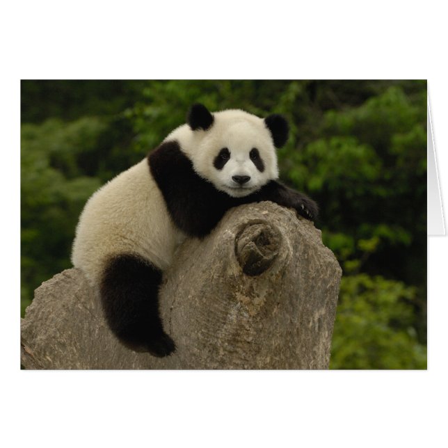 Giant panda baby hälsningskort (Framsidan Horizontal)