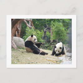 Giant panda,bamboo vykort
