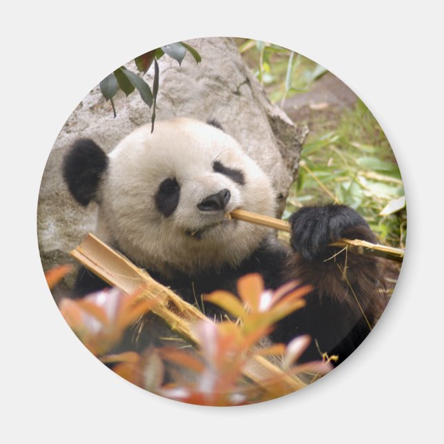 Giant Panda Bear & Baby Panda Magnet (Framsidan)