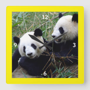 Giant Panda-björnar spelar och Bamboo Eating (rol Fyrkantig Klocka