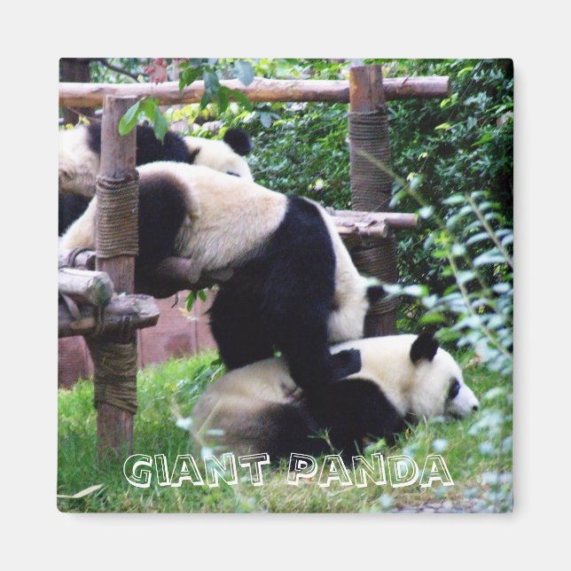 Giant Panda, China (Fridge Magnet) Magnet (Framsidan)