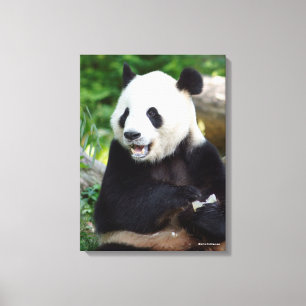 Giant Panda Eating Bamboo Canvastryck